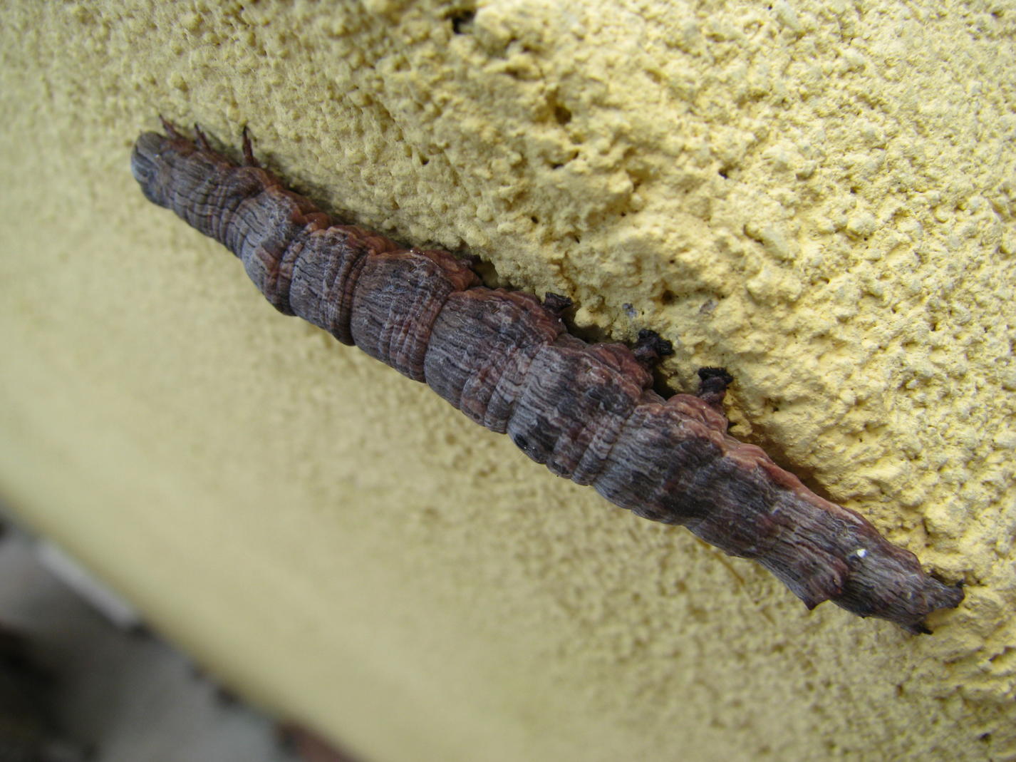 bruco da identificare - Ophiusa cf. tirhaca (Noctuidae)